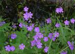Geranium Sylvaticum enkele staan nu in bloem, Tuin en Terras, Planten | Tuinplanten, Vaste plant, Halfschaduw, Lente, Ophalen