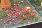 Hobbyaquarium  Red Rilli/Rilly High grade garnalen, Dieren en Toebehoren, Vissen | Aquariumvissen, Kreeft, Krab of Garnaal, Zoetwatervis