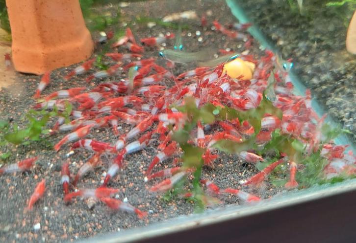 Hobbyaquarium  Red Rilli/Rilly High grade garnalen, Dieren en Toebehoren, Vissen | Aquariumvissen, Zoetwatervis, Kreeft, Krab of Garnaal