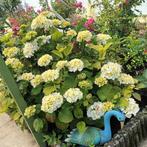 Hydrangea macrophylla// Ruisbroek 1601//, Ophalen