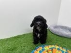 Nestjes Cavapoo pups, Dieren en Toebehoren, België, CDV (hondenziekte), 8 tot 15 weken, Meerdere