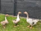 Vlaamse ganzen, kweekklaar, ook witte ganzen beschikbaar, Dieren en Toebehoren