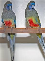 Gezocht: blue bonnets, pruimkoppen enz enz, Dieren en Toebehoren, Vogels | Parkieten en Papegaaien
