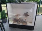 zebravinken, Dieren en Toebehoren