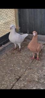 Mooi duiven te koop, Dieren en Toebehoren