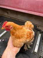 Cochin haantje, Dieren en Toebehoren