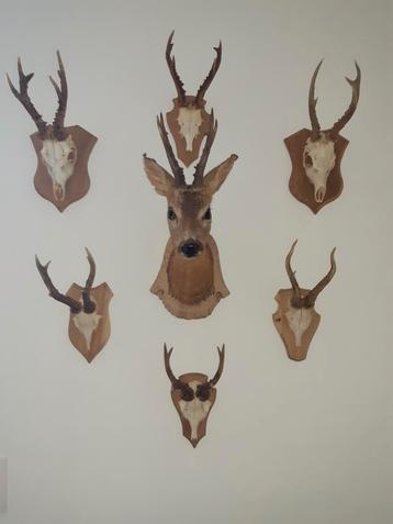 Trophé de chasse, Enlèvement, Utilisé