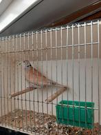 Gezocht isabel lachduiven, Dieren en Toebehoren, Vogels | Duiven