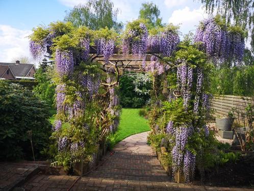 Prachtige BLAUWE REGEN "PROLIFIC", IN POT, 1 Meter : 18€/st., Tuin en Terras, Planten | Tuinplanten, Vaste plant, Klimplanten