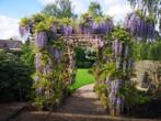 Magnifique WISTERIA "PROLIFIC", EN POT, 1 Mètre : 18€/pc., Plantes grimpantes, Enlèvement ou Envoi, Été, Plante fixe