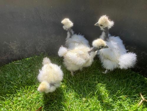 Kuikens Naakthals Zijdehoen, diverse leeftijden, Dieren en Toebehoren, Pluimvee, Kip, Geslacht onbekend