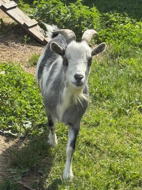 Gecastreerd geitenbokje, Dieren en Toebehoren, Schapen, Geiten en Varkens, Geit, Mannelijk, 3 tot 5 jaar