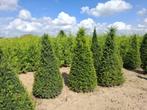 kerstbomen grthandel te Riemst(tegen Maastricht), Ophalen, Overige soorten