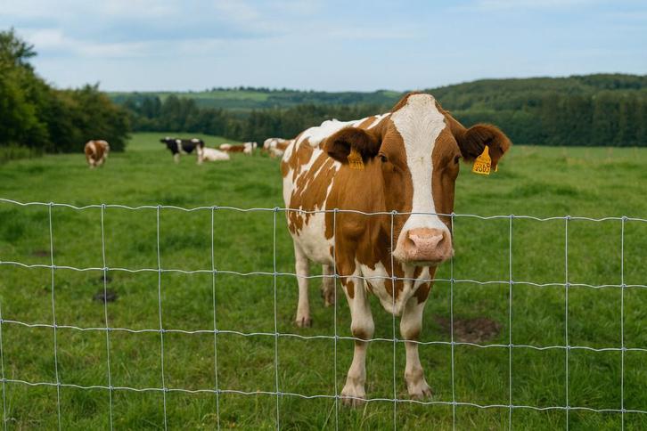 Schapendraad, Tuin en Terras, Gaas en Draad, Nieuw, Draad, 20 meter of meer, Ophalen of Verzenden