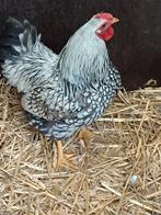 Wyandotte, Dieren en Toebehoren, Pluimvee