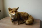 Taxidermie opgezette vos, Collections, Collections Animaux, Enlèvement ou Envoi, Utilisé, Animal sauvage