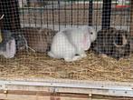 Hangoorkonijntjes, Dieren en Toebehoren, Konijnen