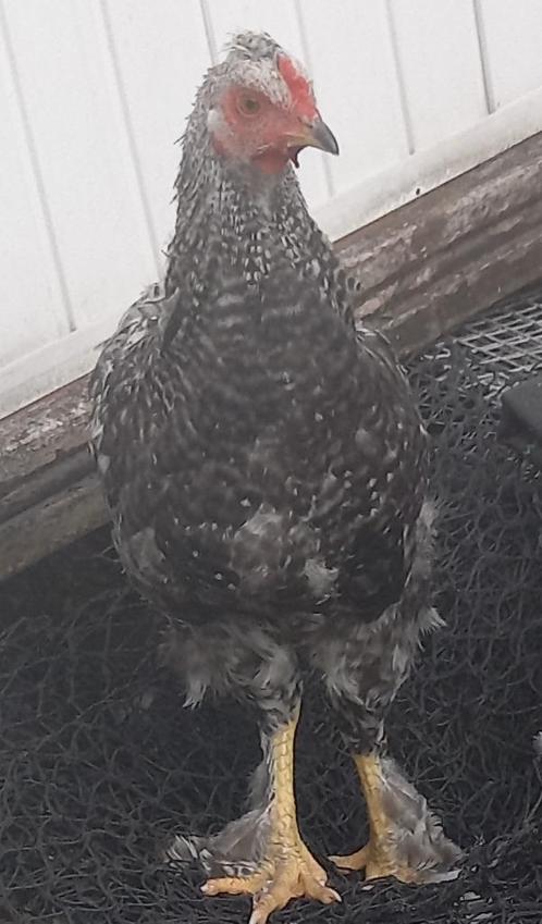 Koppel grote groenleggers, Dieren en Toebehoren, Pluimvee, Kip, Meerdere dieren