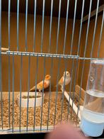 Te koop mooi koppel mozaïek kanaries van 2025 met ring, Animaux & Accessoires, Oiseaux | Canaris, Plusieurs animaux, Canari de couleur