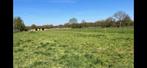 Weide plaats (2plaatsen), Dieren en Toebehoren, Stalling en Weidegang, Weidegang, 2 of 3 paarden of pony's