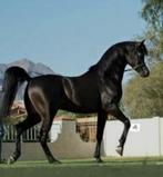 En op zoek naar een paard Arabisch bloed zadelmak klaar, Dieren en Toebehoren, Paarden, Merrie, Zadelmak