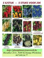 PAKKET ALLERHANDE KLEINFRUIT : 5€/STUK, Promo 5 VOOR 20€, Tuin en Terras, Ophalen of Verzenden, Lente, Vaste plant, Fruitplanten