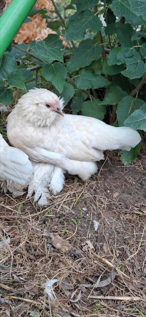 Ukkelse baardkriel hennen, Dieren en Toebehoren, Pluimvee