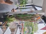 Euphorbia, Huis en Inrichting, Cactus, In pot, Volle zon, 200 cm of meer