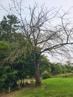 Dode boom voor brandhout, Tuin en Terras, Brandhout, Ophalen