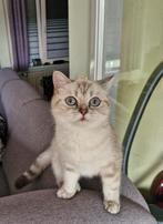 Britse korthaar lilac point, Dieren en Toebehoren, Poes, Gechipt, 0 tot 2 jaar