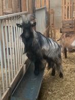 Geiten Vlaamse geiten, Dieren en Toebehoren, Schapen, Geiten en Varkens