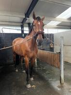 Paard 18 jaar voormalig 1m50 winnaar, Dieren en Toebehoren, Paarden, Springpaard, 175 cm of meer, Gechipt, Ruin