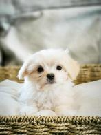 Belgische Malchi (maltezer,chihuahua) pupjes te koop, CDV (hondenziekte), Meerdere, Klein, 8 tot 15 weken