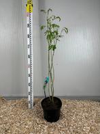 Superbes Albizia arbustifs  en pot de 3l a seulement 20€, Tuin en Terras, Planten | Bomen, In pot, Ophalen of Verzenden