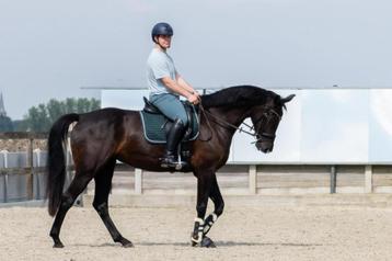 Paard beschikbaar voor biedingen