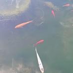 vissen, Ophalen, Gebruikt, Overige typen