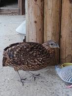 Temminck Tragopaan, Dieren en Toebehoren, Vrouwelijk, Overige soorten