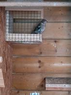 Botvink poppen, Dieren en Toebehoren, Vogels | Overige Vogels