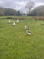 Ganzen opvang, Dieren en Toebehoren, Pluimvee