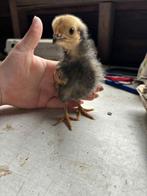 Raszuiver kuikens  Vorwerk & Wyandotte, Dieren en Toebehoren, Pluimvee, Geslacht onbekend, Kip