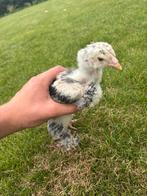 Brahma hennetje zalmkleurig, Dieren en Toebehoren, Mannelijk, Kip
