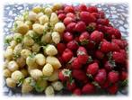 Bosaardbeien, heerlijke aromatische aardbeien hele zomer, Halfschaduw, Zomer, Vaste plant, Fruitplanten