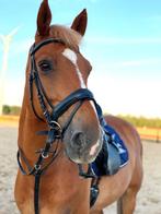 Bijrijd(st)er gezocht, Dieren en Toebehoren, Paarden, Recreatiepaard, 11 jaar of ouder, Ontwormd, Ruin