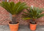 Cycas planten 1 grote en 1 kleine, Tuin en Terras, Vaste plant, Overige soorten, Ophalen