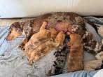 Prachtige dwergteckel pups, Dieren en Toebehoren, Honden | Teckels en Dashonden, België, Fokker | Hobbymatig, 8 tot 15 weken, Korthaar