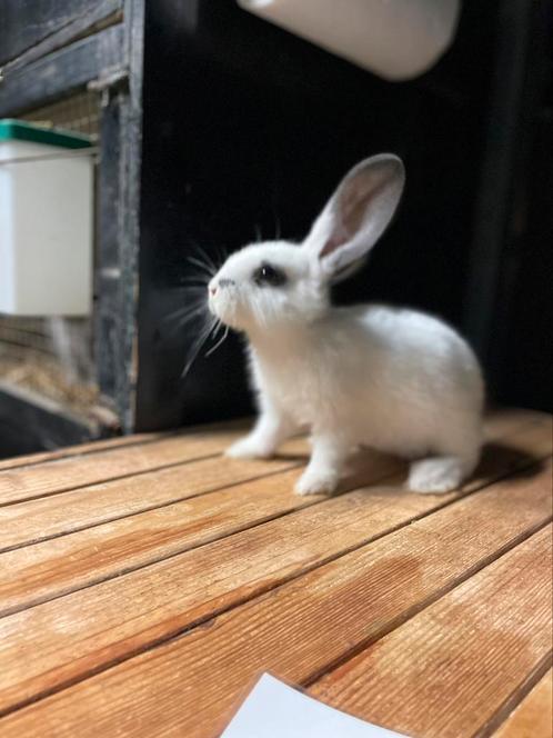 Duitse reuzen jongen vlindertekening, Dieren en Toebehoren, Konijnen, Groot, Mannelijk, 0 tot 2 jaar