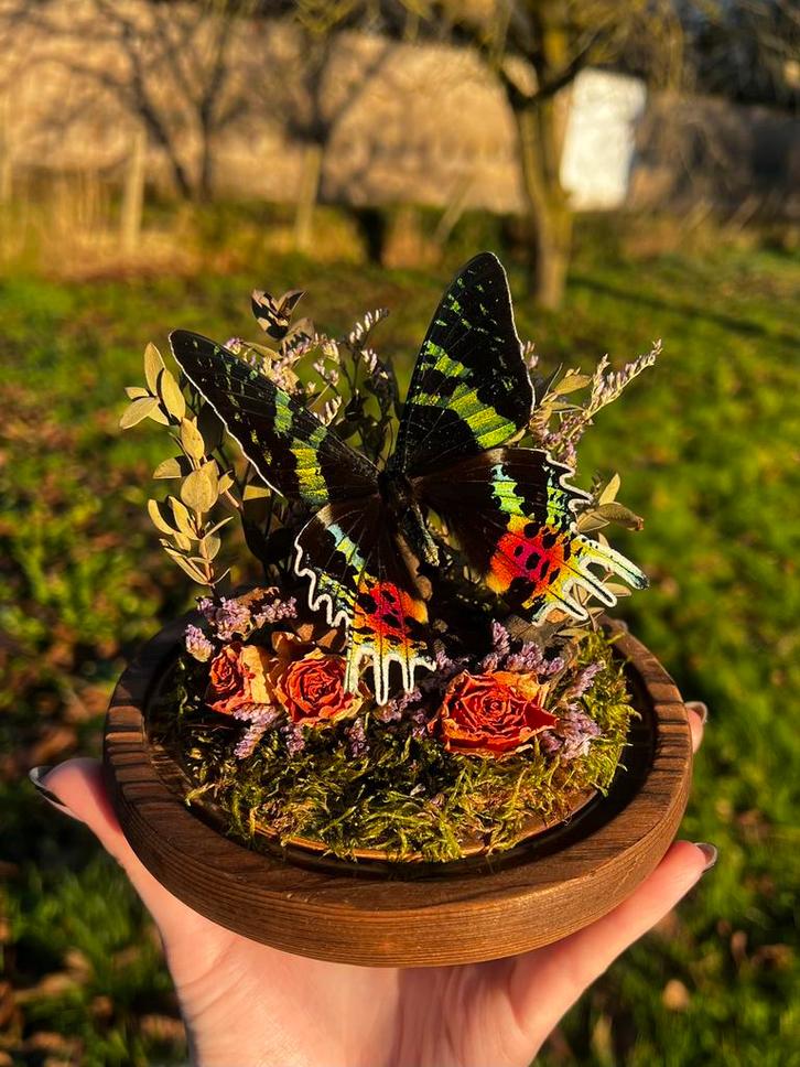 Opgezette vlinder - Urania Ripheus, Verzamelen, Dierenverzamelingen, Nieuw, Opgezet dier, Insect, Ophalen of Verzenden