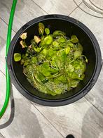 Veel Amazone kikkerbeet, Dieren en Toebehoren, Vissen | Aquaria en Toebehoren, Ophalen, Zo goed als nieuw, Plant(en), Steen of Hout