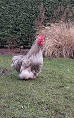 Cochin kriel haan, Dieren en Toebehoren, Pluimvee, Mannelijk, Kip