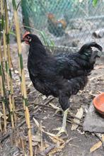 Prachtige Jersey Giants hanen - de 2 laatste!, Dieren en Toebehoren, Pluimvee, Meerdere dieren, Kip
